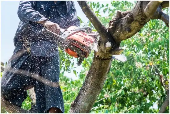 tree services Signal Mountain